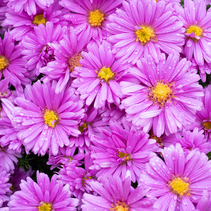 Aster pitic - Aster dumosus Alpha Pink