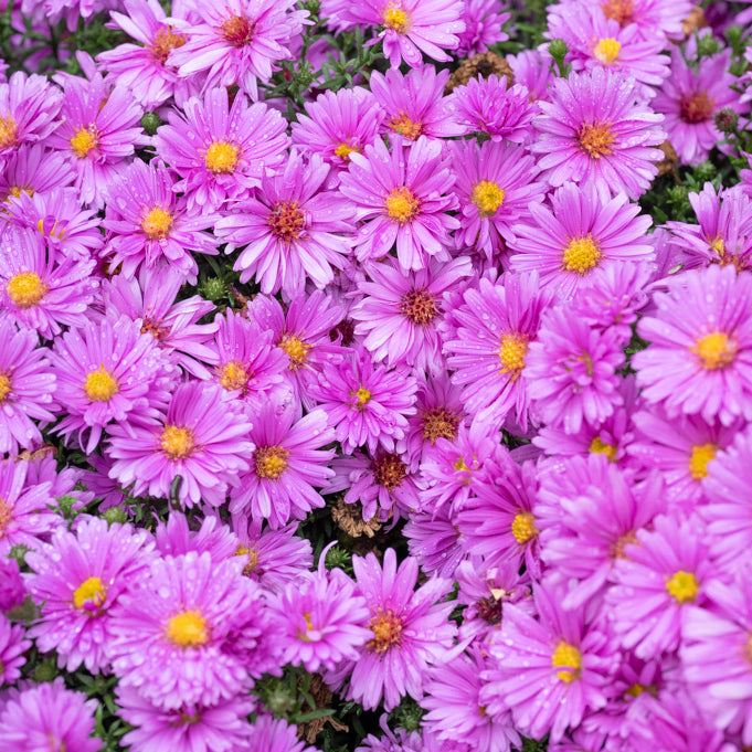 Aster pitic - Aster dumosus Alpha Pink