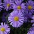 Aster pitic- Aster dumosus 'Lady in Blue'