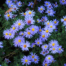 Aster pitic- Aster dumosus 'Lady in Blue'