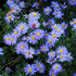 Aster pitic- Aster dumosus 'Lady in Blue'
