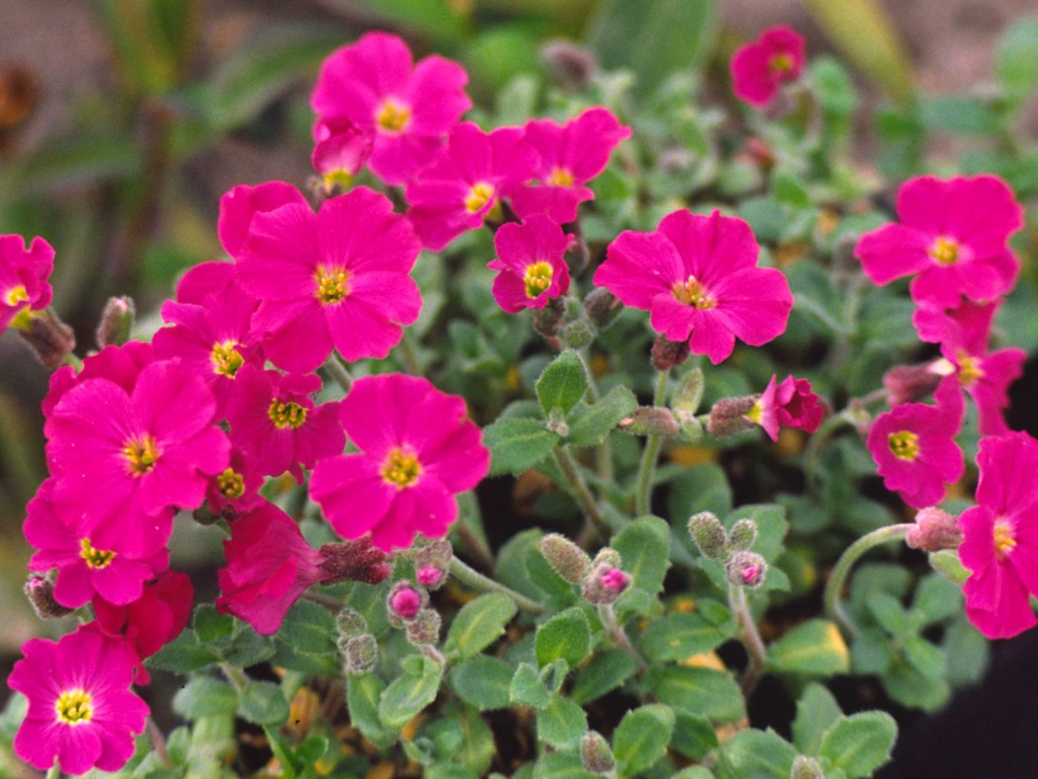 Aubrieta Deltoidea Cascade Red