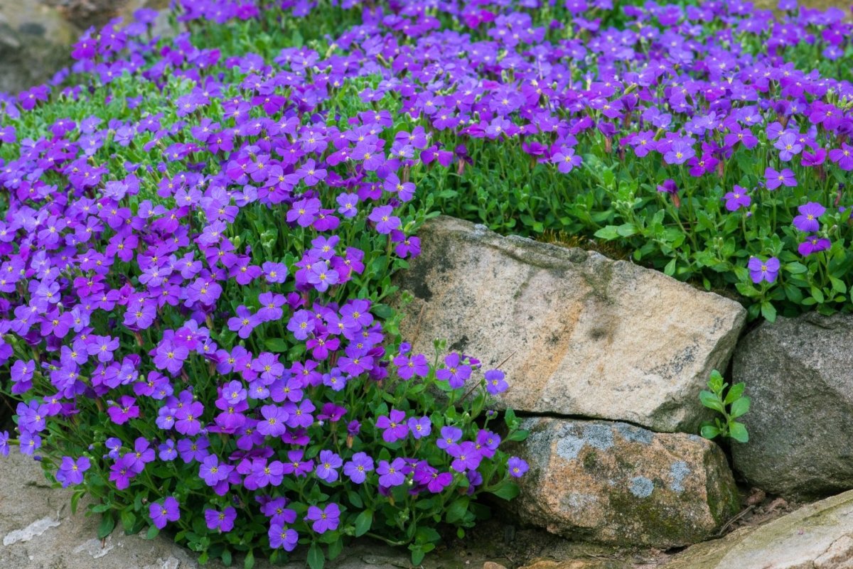 Aubrieta Deltoidea Cascade Blue - DocaPerene