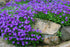 Aubrieta Deltoidea Cascade Blue - DocaPerene