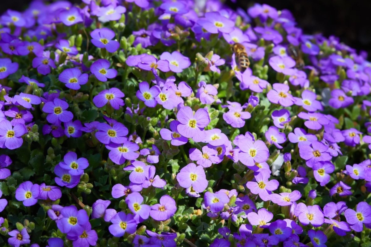 Aubrieta Deltoidea Cascade Purple - DocaPerene