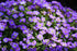 Aubrieta Deltoidea Cascade Purple - DocaPerene