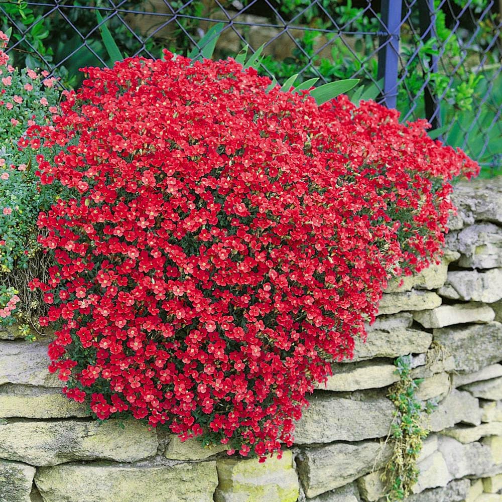 Aubrieta Deltoidea Cascade Red - DocaPerene