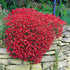 Aubrieta Deltoidea Cascade Red - DocaPerene