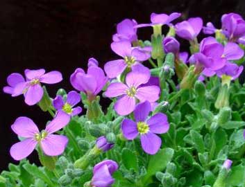 Aubrieta Deltoidea Cascade Purple