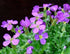 Aubrieta Deltoidea Cascade Purple