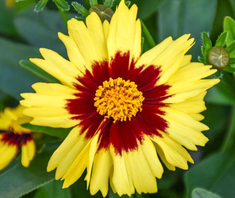 Ochiul fetei - Coreopsis grandiflora UpTick™ ‘Yellow & Red’