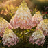 Hortensia Grandiflora - Hydrangea Paniculata Grandiflora