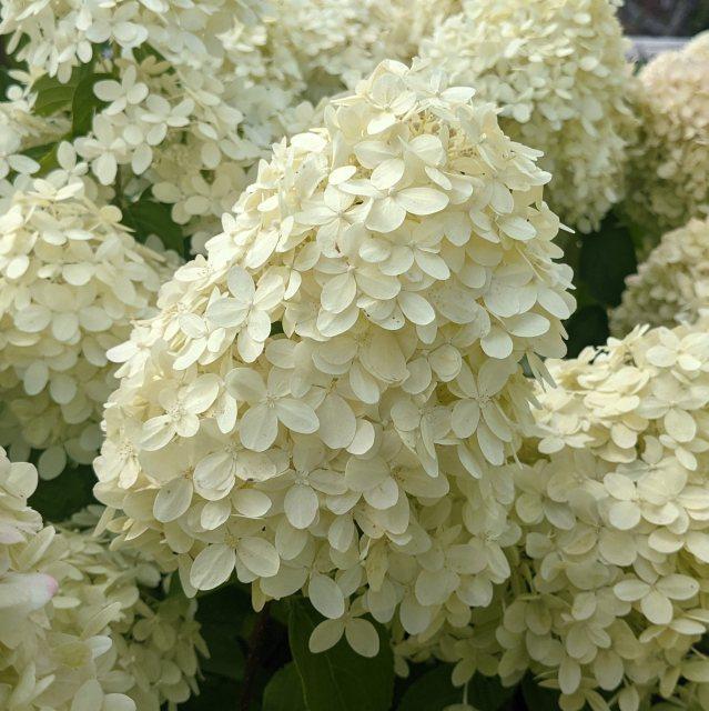 Hortensia Grandiflora - Hydrangea Paniculata Grandiflora
