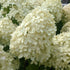 Hortensia Grandiflora - Hydrangea Paniculata Grandiflora