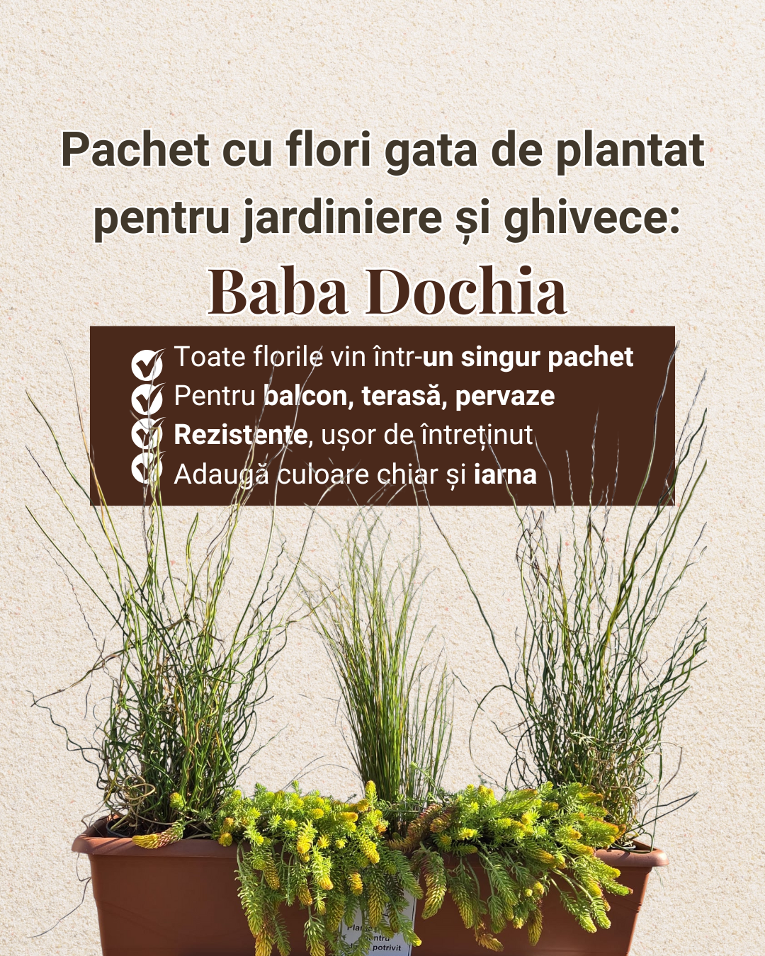 Baba Dochia - pachet pt jardiniere