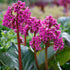 Bădan - Bergenia cordifolia Rose - DocaPerene