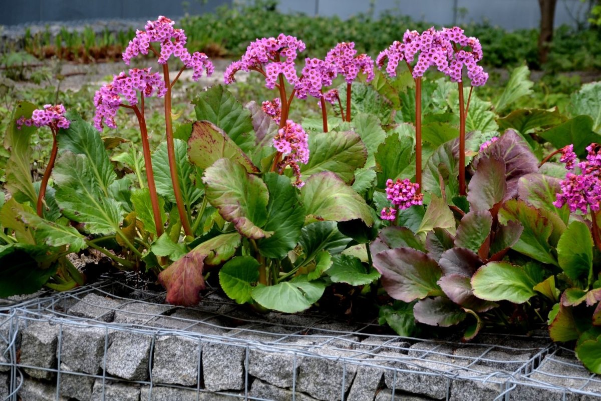 Bădan - Bergenia cordifolia Rose - DocaPerene