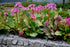 Bădan - Bergenia cordifolia Rose - DocaPerene