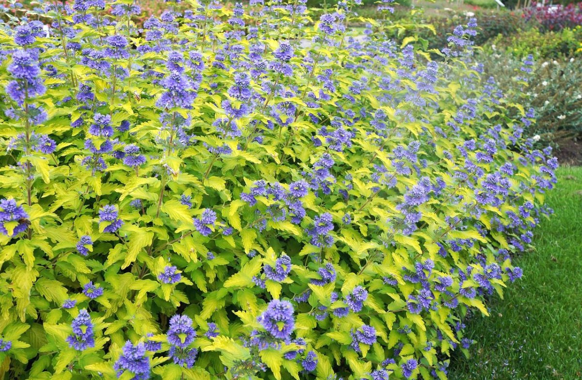 Barba Albastră Aurie - Caryopteris x Clandonensis 'Worcester Gold' - DocaPerene