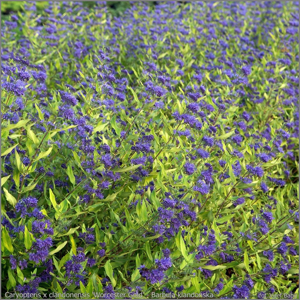 Barba Albastră Aurie - Caryopteris x Clandonensis 'Worcester Gold' - DocaPerene