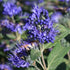 Barba Albastră - Caryopteris x Clandonensis 'Heavenly Blue' - DocaPerene