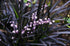 Barba Șarpelui - Ophiopogon Planiscapus 'Niger' - DocaPerene