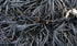Barba Șarpelui - Ophiopogon Planiscapus 'Niger' - DocaPerene