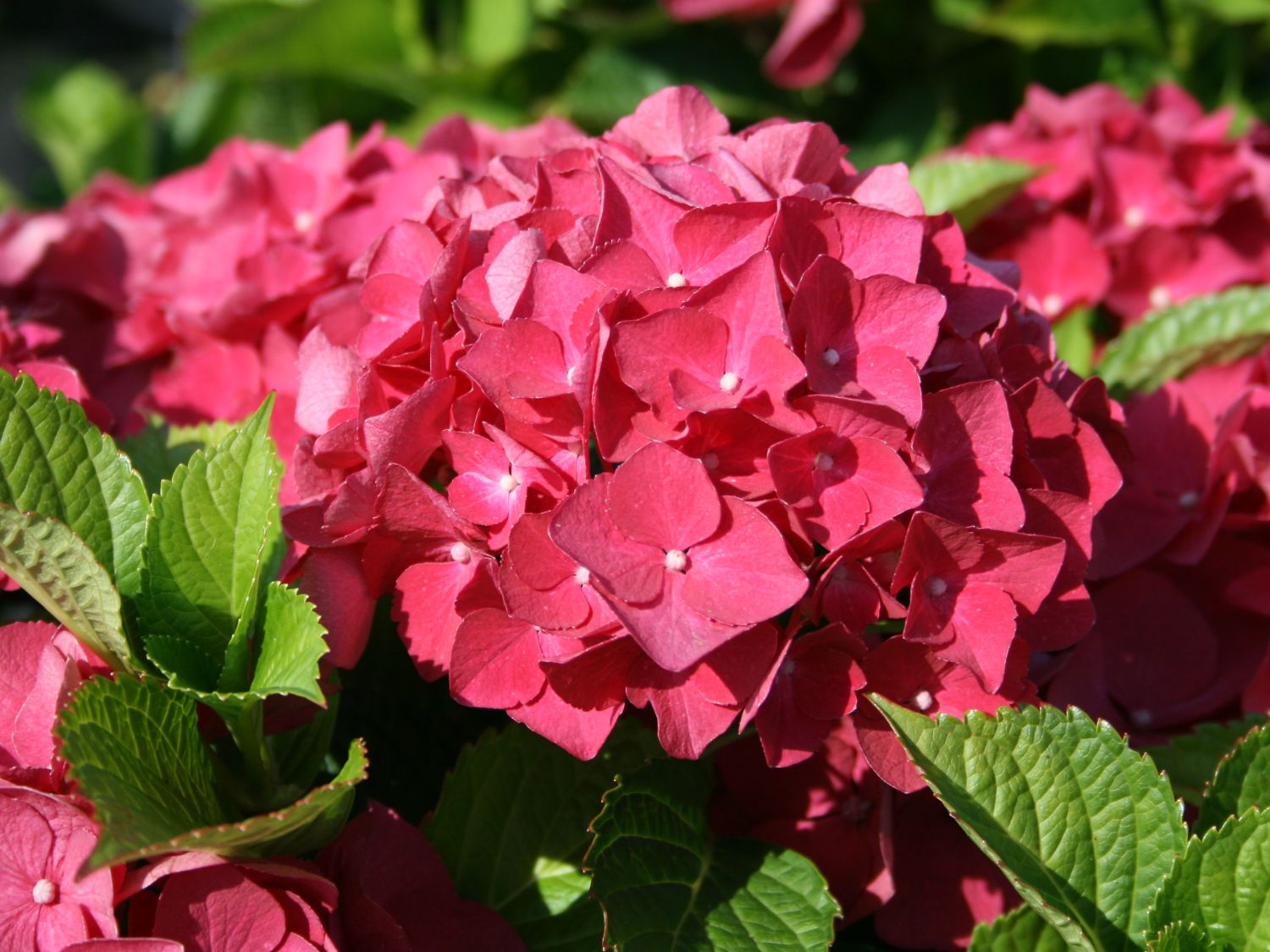 Hortensie Roșie - Hydrangea Macrophylla 'Dark Red Power'