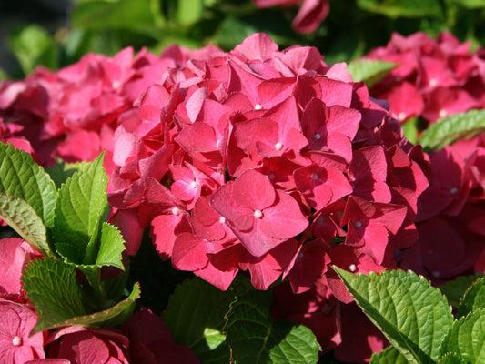 Hortensie roșie - Hydrangea macrophylla 'Dark Red Power'