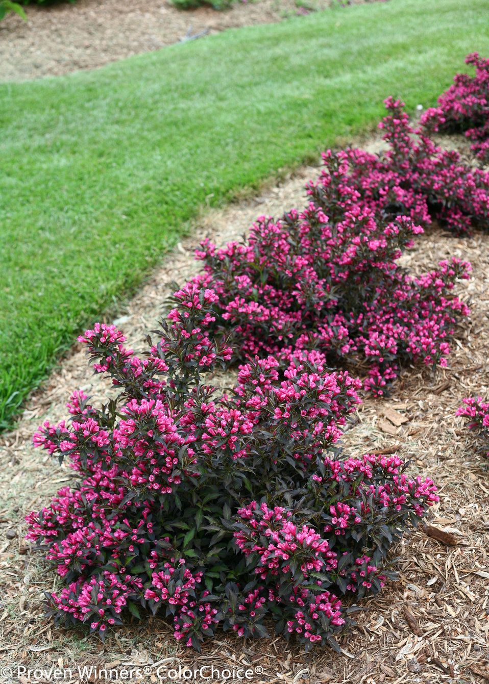Weigela - Weigela florida 'Foliis Purpureis'