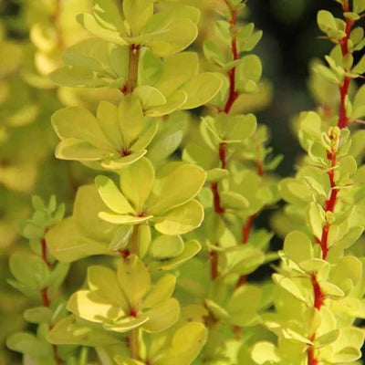 Drăcilă aurie - Berberis thunbergii Golden Torch