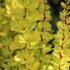 Drăcilă aurie - Berberis thunbergii Golden Torch