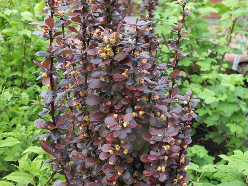 Drăcilă columnară - Berberis thunbergii 'Helmond Pillar'