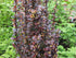 Drăcilă columnară - Berberis thunbergii 'Helmond Pillar'