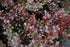 Drăcilă vișiniu-roșiatic - Berberis thunbergii Red Jewel