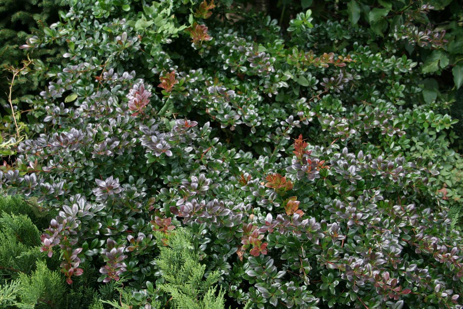 Drăcilă vișiniu-roșiatic - Berberis thunbergii Red Jewel