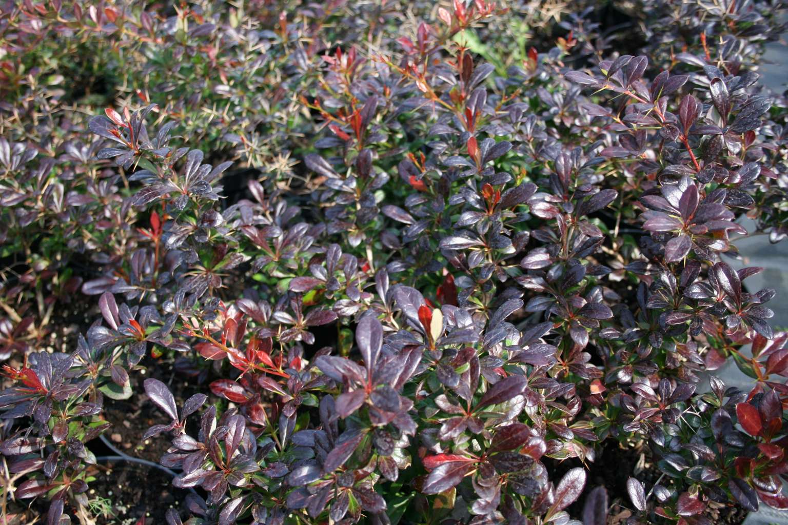 Drăcilă vișiniu-roșiatic - Berberis thunbergii Red Jewel