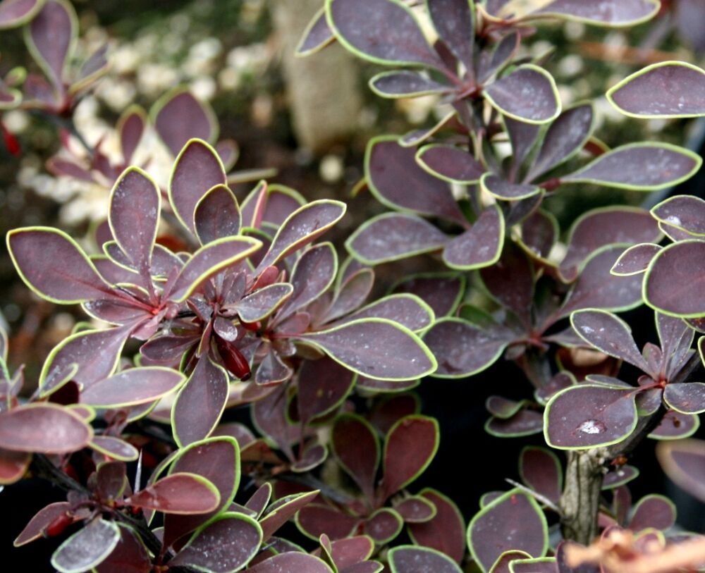Dracilă japoneză ‘Golden Ring’ - Berberis thunbergii 'Golden Ring' 