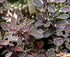 Dracilă japoneză ‘Golden Ring’ - Berberis thunbergii 'Golden Ring' 
