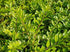 Caprifoi Târâtor - Lonicera Nitida 'Maigrün'