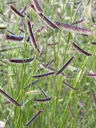 Bouteloua Gracilis 'Blue Grama' - DocaPerene
