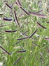 Bouteloua Gracilis 'Blue Grama' - DocaPerene