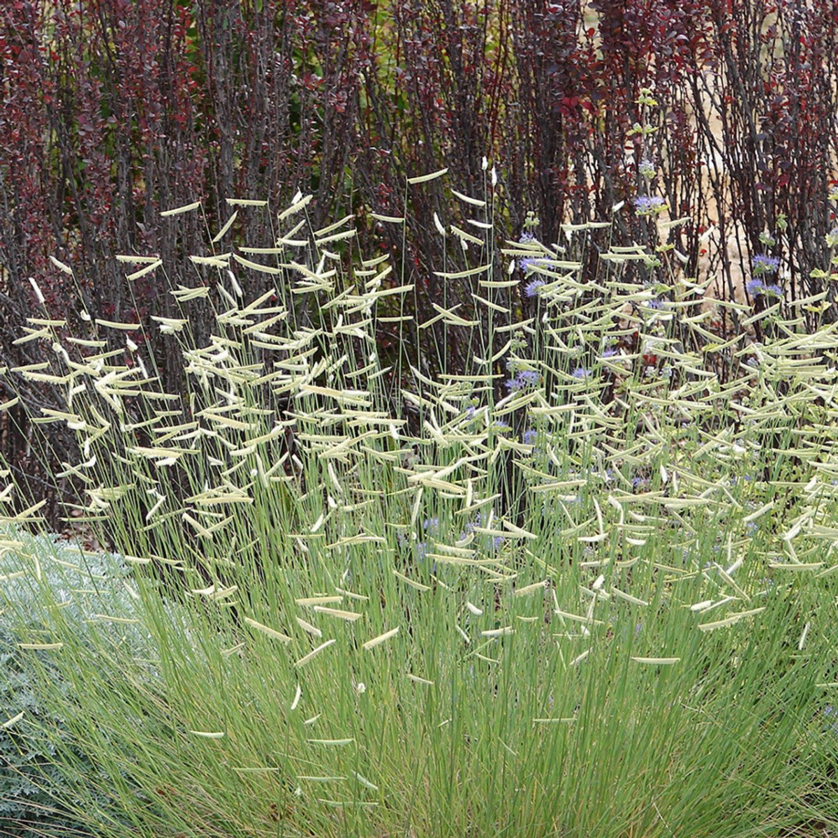 Bouteloua Gracilis 'Blue Grama' - DocaPerene