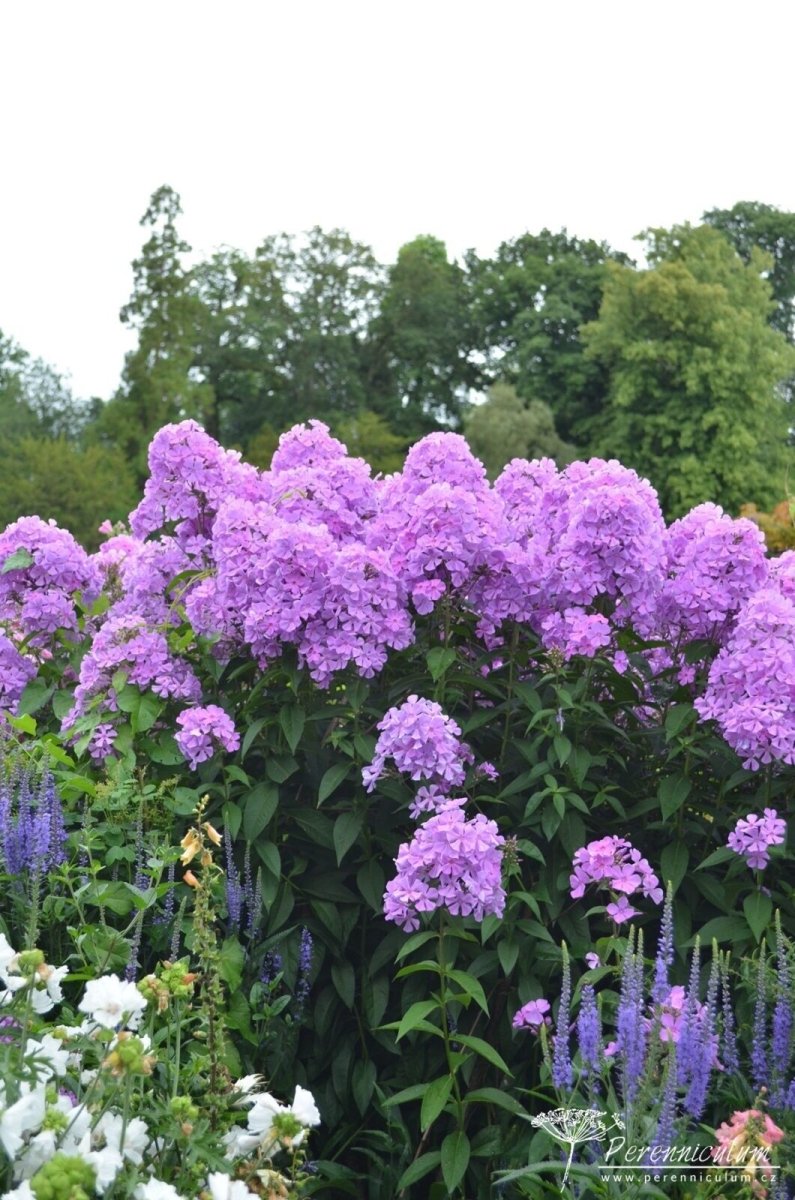 Brumărele Înalte - Phlox Paniculata 'Amethyst' - DocaPerene