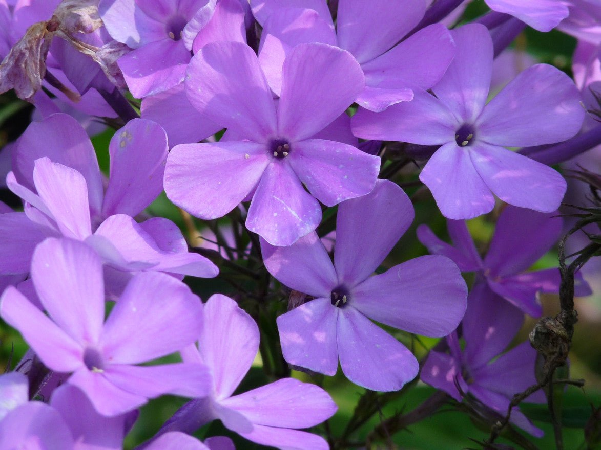 Brumărele Înalte - Phlox Paniculata 'Amethyst' - DocaPerene