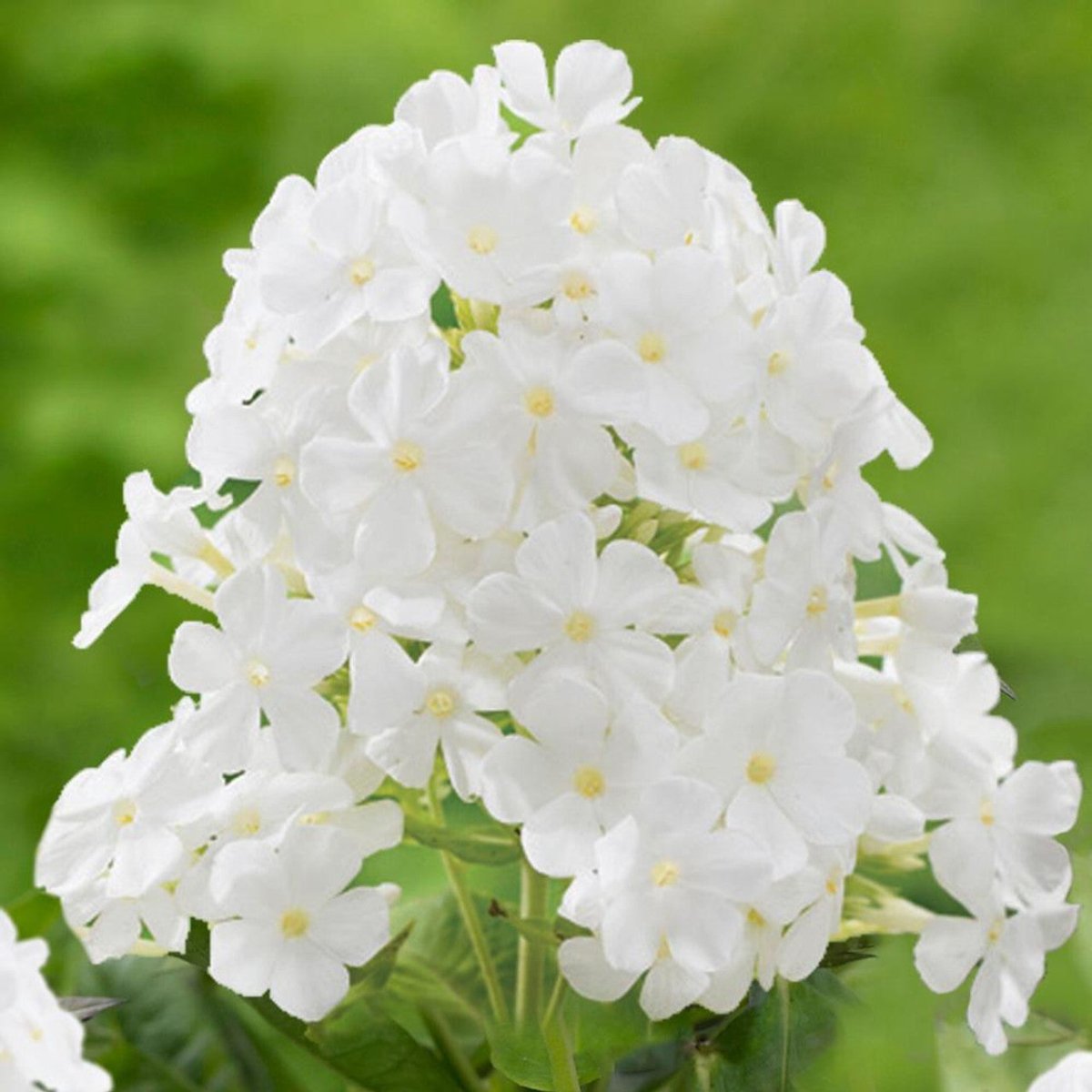 Brumărele Înalte - Phlox Paniculata 'David' - DocaPerene