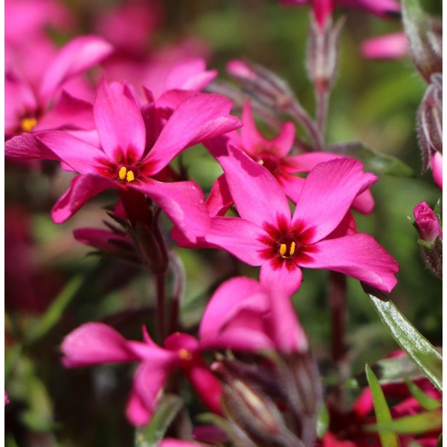 Brumărele Phlox Subulata 'Atropurpurea' - DocaPerene