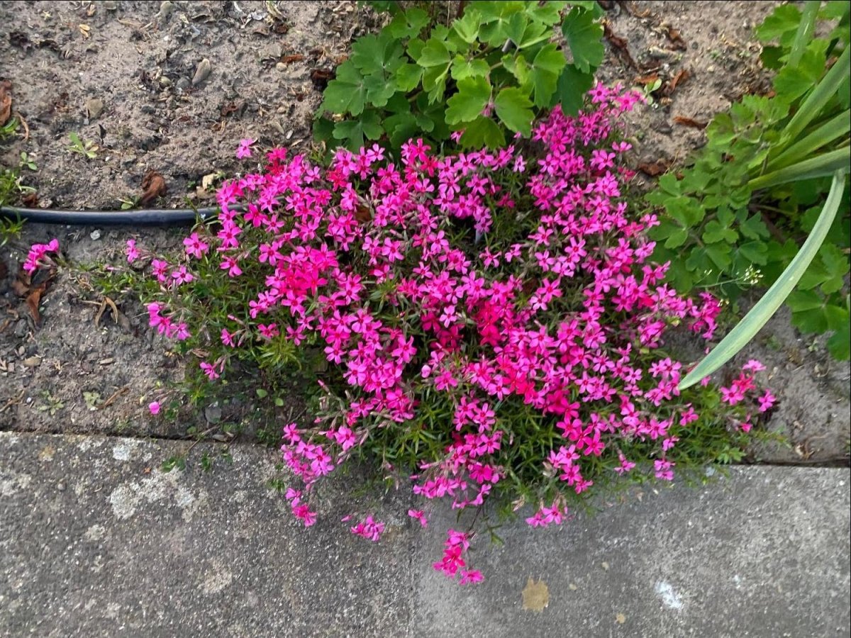 Brumărele Phlox Subulata 'Atropurpurea' - DocaPerene