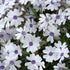 Brumărele Phlox Subulata 'Bavaria' - DocaPerene