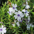 Brumărele Phlox Subulata 'Bavaria' - DocaPerene